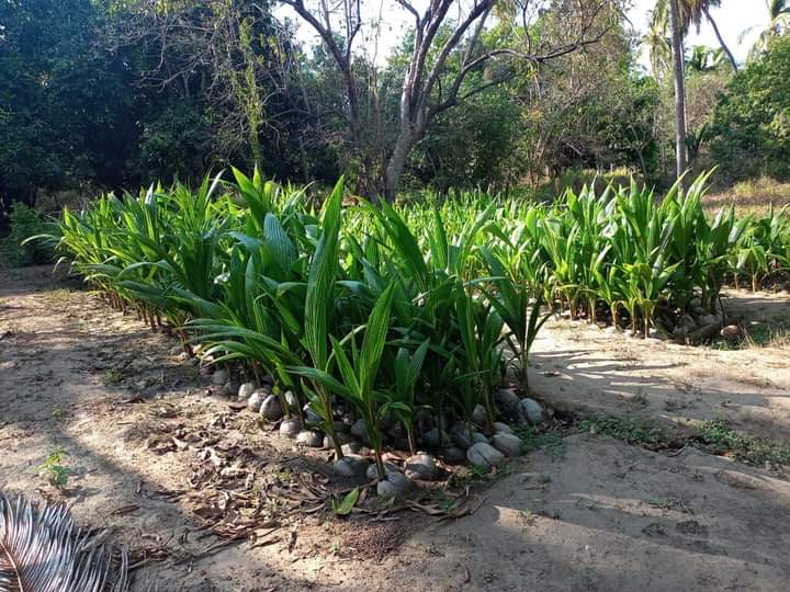 CECOCO-plagas-cocotero-gob-guerrero_.jpg