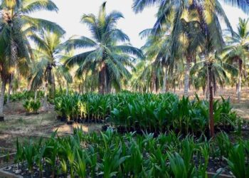 Imparte CECOCO capacitación a productores en el manejo integral de plagas y enfermedades del cocotero