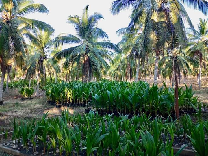 CECOCO-plagas-cocotero-gob-guerrero_.jpg