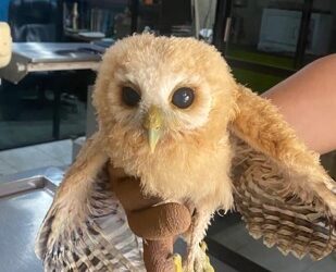 Rescatan animales bebés en el Parque Papagayo