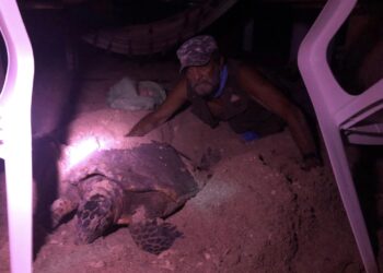 Reduce el desove de la tortuga Carey en la Isla, advierte Ignacio Maciel