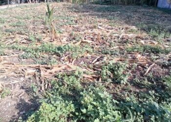 Por falta de lluvias, los campesinos perdieron los cultivos en Coahuayutla