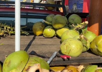 Baja producción del coco en un 50%, lamentan productores de Zihuatanejo