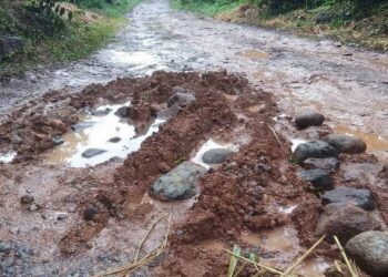 Caminos saca cosechas difíciles para aplicar segunda ronda de fertilizante