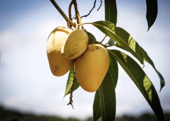 Guerrero se consolida como el primer productor de mango en México