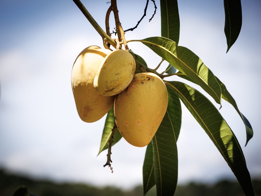 mango-guerrero_gob_consolida.jpg mango-guerrero_gob_consolida.jpg