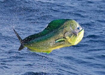 En Pesca Deportiva, esta buena la captura de Dorado