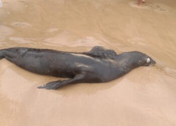Aparece lobo marino muerto en Isla de Ixtapa 