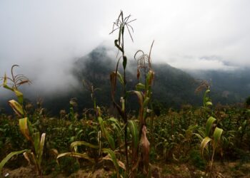 La lluvia rescató algunas milpas que se estaban secando