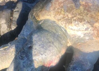 Aparece muerta una tortuga Prieta en la Isla, Ixtapa
