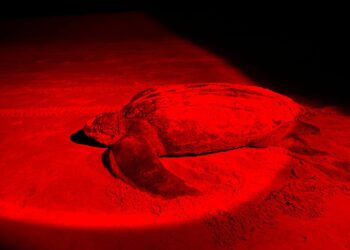 Llega a playa Blanca, la primer tortuga Laúd de la temporada