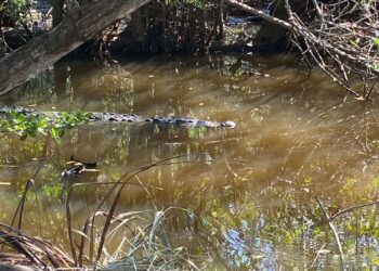 Piden reubicar cocodrilos adultos del estero en playa La Ropa