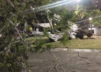 Se cae un árbol en Ixtapa por fuertes vientos