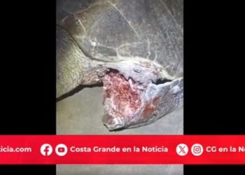 Encuentran a tortuga golfina herida en playa Blanca