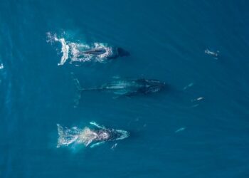 Promueve OCV inicio de temporada de avistamiento de ballenas