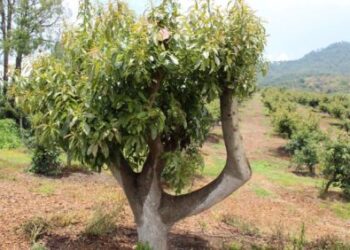 Buscan aprovechar árboles viejos y continuar producción de mango en Costa Grande