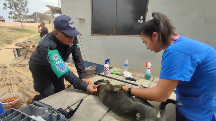 jornada_ esterilizacion_acapulco-gob-gro.jpg