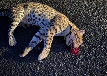 Ocelote una especie en peligro de extinción, encuentran uno muerto sobre carretera en La Unión