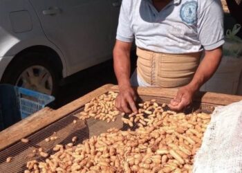 No pueden colocar cosecha de cacahuate, campesinos de Coahuayutla piden apoyo del gobierno