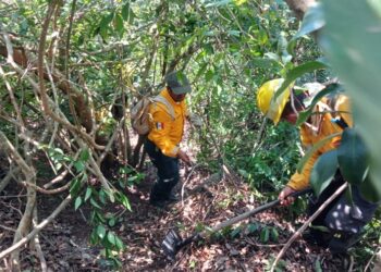 Al 90 por ciento la sofocación de incendio forestal del Parque Nacional El Veladero de Acapulco