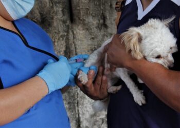 Del 17 al 23 de marzo se realizará la Jornada Nacional de Vacunación Antirrábica Canina y Felina en Guerrero