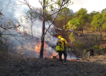 Se trabaja para sofocar incendio forestal en el municipio de Buenavista de Cuéllar