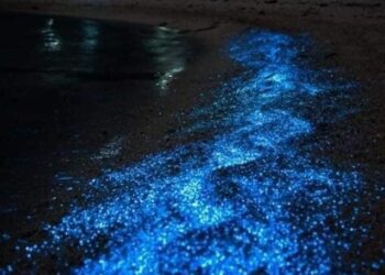 Bioluminiscencia en Tecpan atrae visitantes