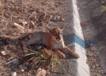 Rescatan a puma atropellado en la autopista Siglo XXI