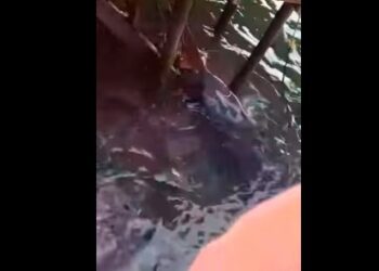 Encuentran un delfín varado en puerto Vicente Guerrero; muere horas después