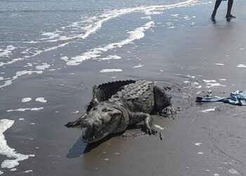 Niño es atacado por cocodrilo en bocabarra del río Ixtapa en playa Linda