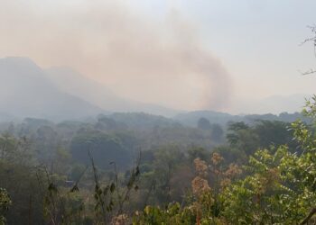 Se quemó toda la reserva Árbol Rey en la sierra de Zihuatanejo, nunca hubo respuesta de autoridades señalan pobladores