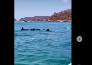 Grupo de delfines causa asombro en turistas de playa La Isla Ixtapa