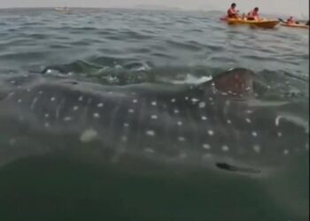 Avistan cría de tiburón ballena en La Isla de Ixtapa