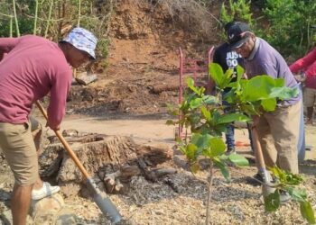 Se genera abono de los troncos derribados por Otis para la reforestación del Parque Papagayo