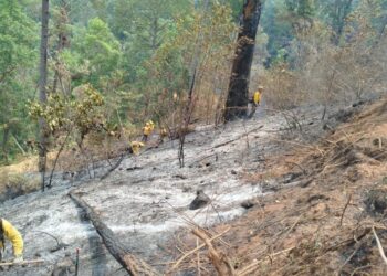 ATIENDE GOBIERNO DEL ESTADO CINCO INCENDIOS FORESTALES QUE AFECTAN EL MUNICIPIO DE CHILPANCINGO
