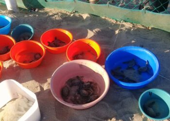 Esperan más apoyo para campamento tortuguero en Troncones, La Unión