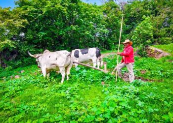 Guerrero refuerza el sector agrícola con la entrega oportuna de fertilizante