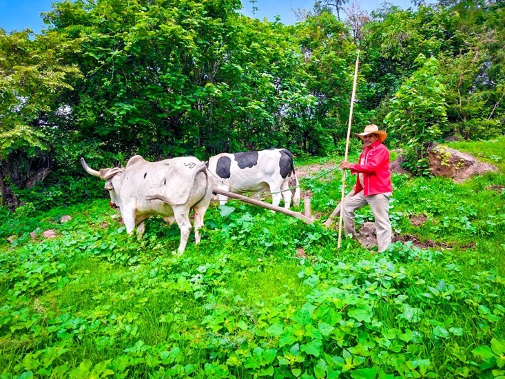 guerrero-oportuna-entrega-fertilizantes.jpg