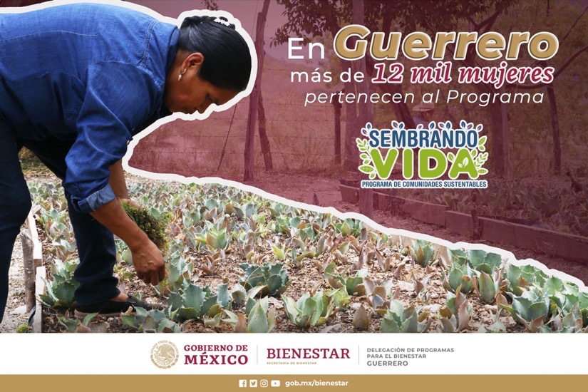 mujeres-gro-sembrando-vida-gob-.jpg mujeres-gro-sembrando-vida-gob-.jpg