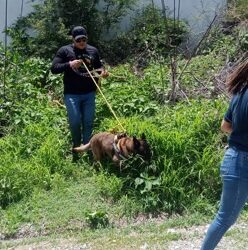 Rescatan Gobierno de Guerrero y la asociación Perritos Felices dos perros en situación de maltrato