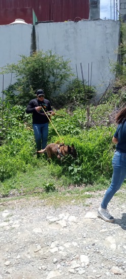 rescate-perro-gob-gro-chilpancingo.jpg