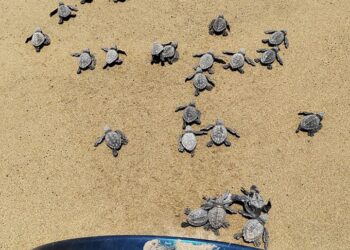 Baja la anidación de tortuga en playa Blanca, van 42 nidos reubicados