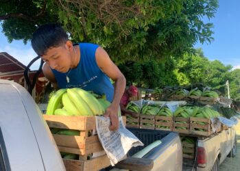 Continúa la producción del campo en el municipio de Tecpan de Galeana