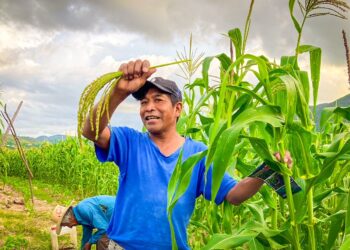 Sagadegro capacita a productores de Guerrero en mejoramiento genético de maíces nativos