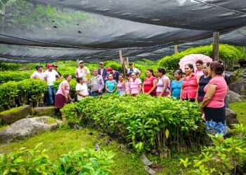 En Guerrero se ha cultivado cambios y cosechado bienestar con Sembrando Vida en 71 municipios del estado