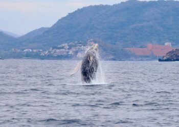 Más de 50 avistamientos de ballenas en las playas de Zihuatanejo