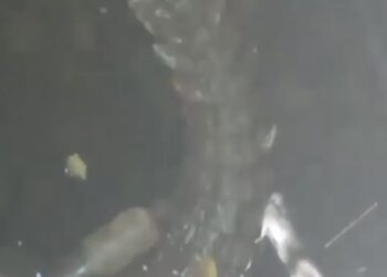 Reportan cocodrilo en registro de CFE en Ixtapa 