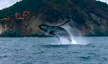 Temporada atípica de avistamientos, declara director de Ballenas de Guerrero