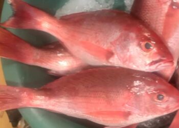 Escasez en pesca de altura afecta precios