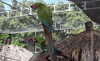 Refugio de Potosí protege a guacamayas verdes en peligro de extinción